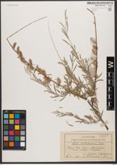 Foto von Salix wilhelmsiana M. Bieb.